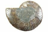 Cut & Polished Ammonite Fossil (Half) - Madagascar #364904-1